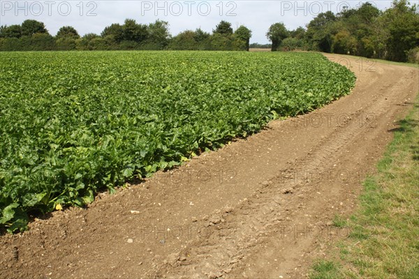 Sugar Beet