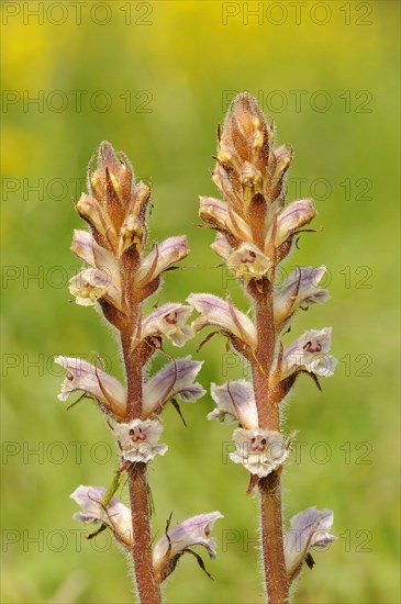 Common Broomrape