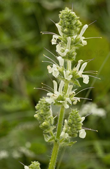 Iranian Sage