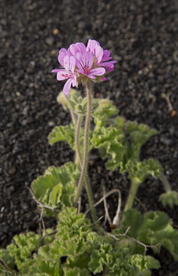 Rose-scented attar of roses