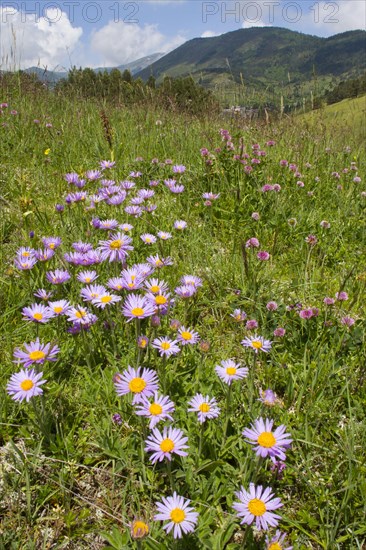 Alpine aster