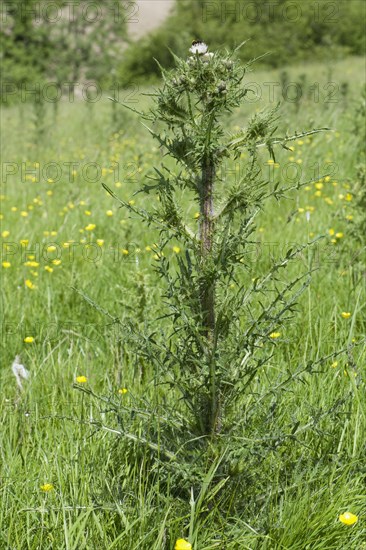 Marsh thistle