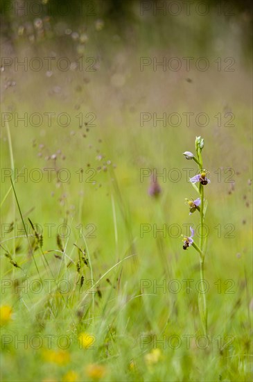 Bee Orchid