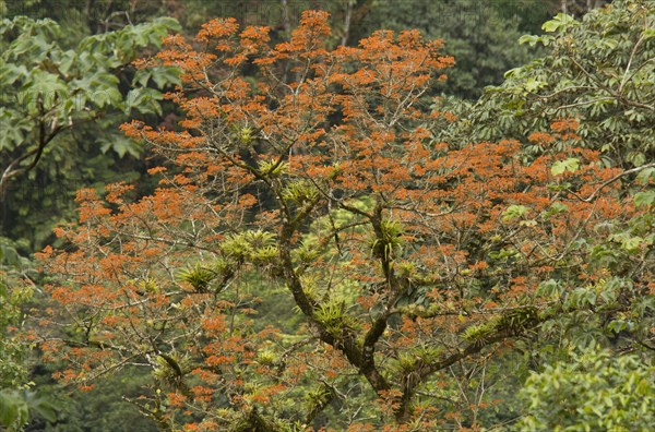 Coral tree