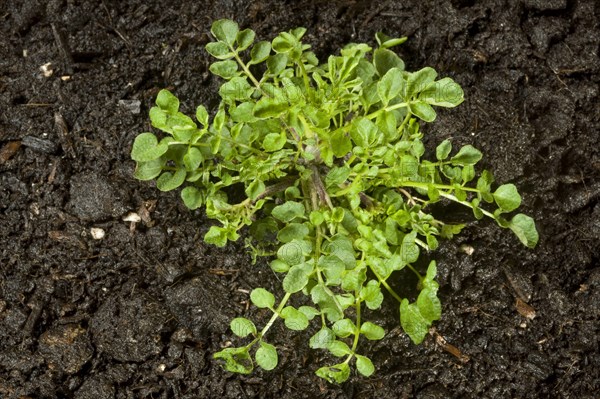 Hairy bittercress