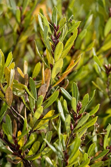 Bog myrtle