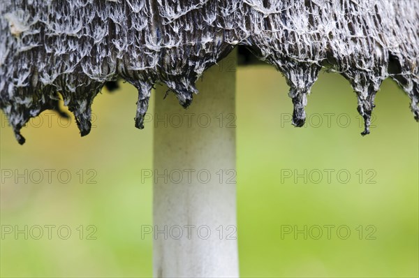 Shaggy Ink Cap