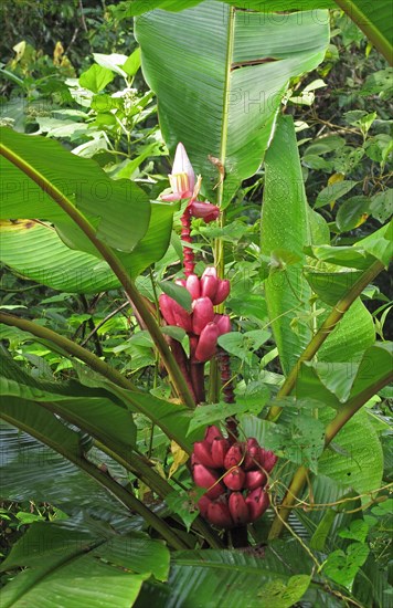 Pink red banana