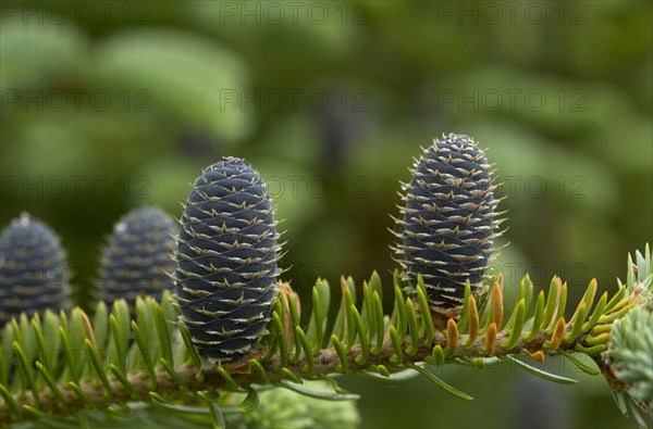 Balsam fir