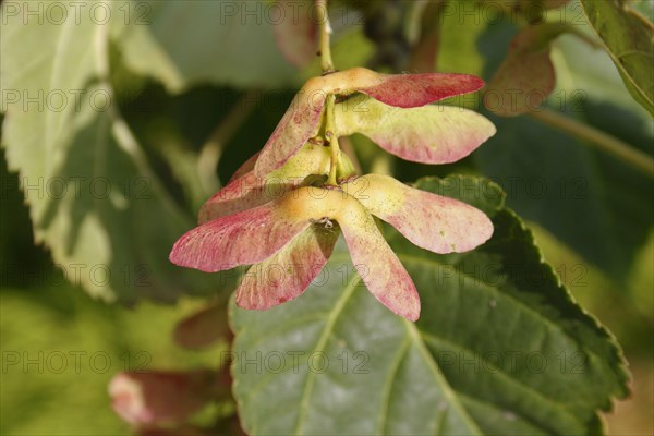 Pere David's pere david's maple