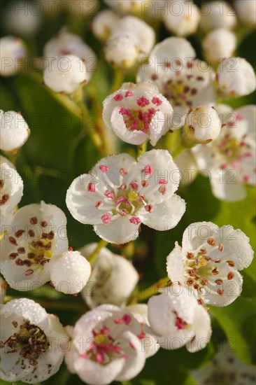 Common common hawthorn