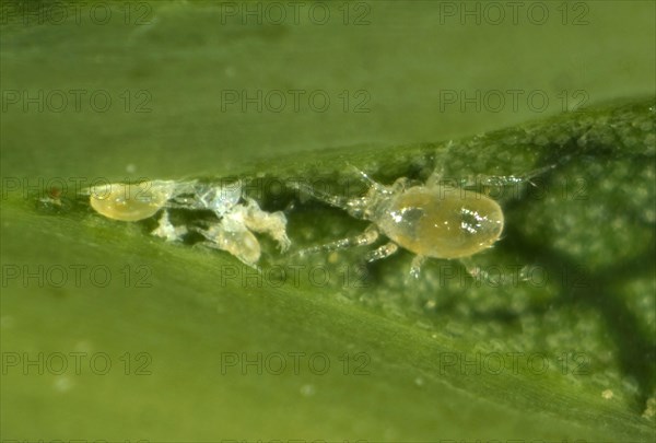 Phytoseiid mite