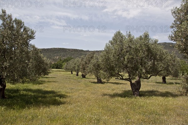 OLive-Haine Lesbos Greece