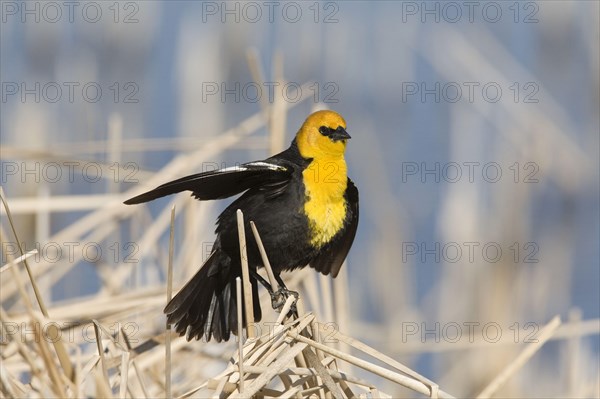 Yellow-headed Blackbird