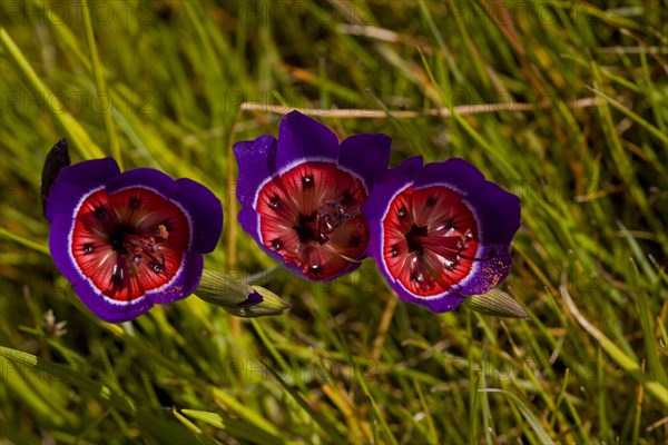 Flowering satinflower