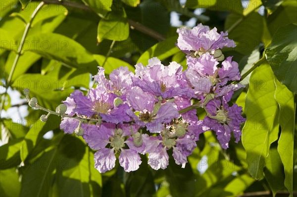 Giant Crape-myrtle