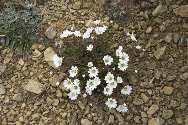 Flowering Edmundson's Chickweed