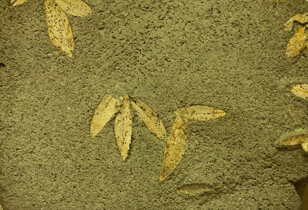 Fossilised olive leaves from 60