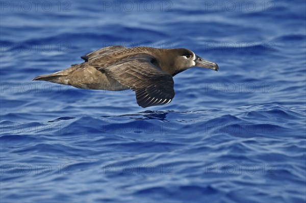 Adult black-footed albatross