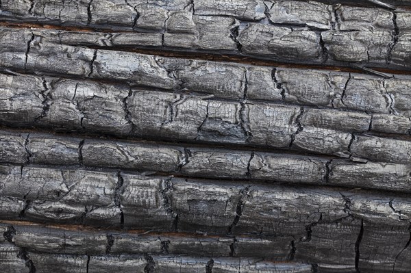 Close-up of a charred tree trunk burnt by a forest fire