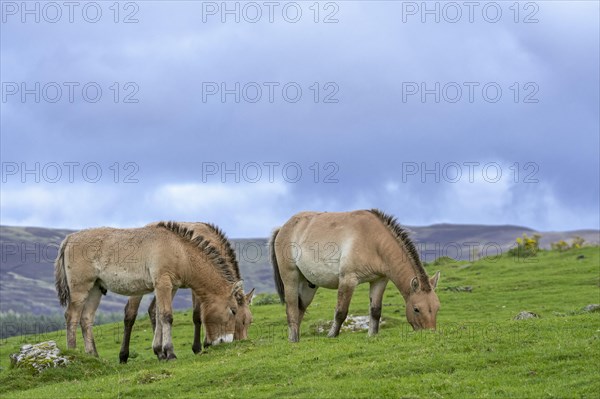 Przewalski's horses