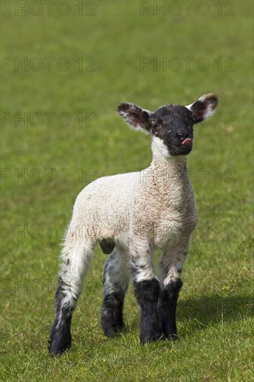 Black and white domestic lamb in a meadow