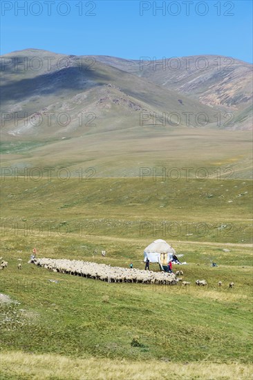 Yurt and flock of sheep