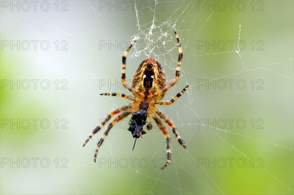 European garden spider