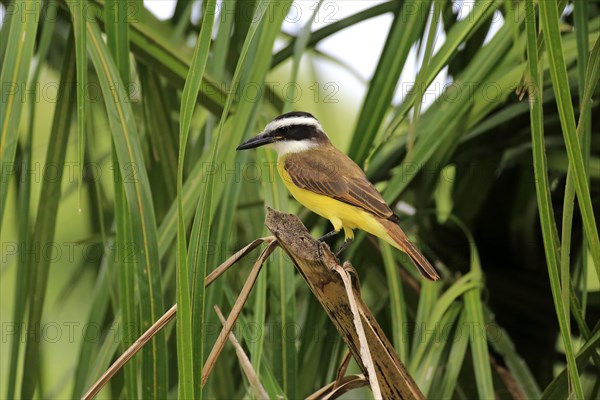 Lesser Kiskadee