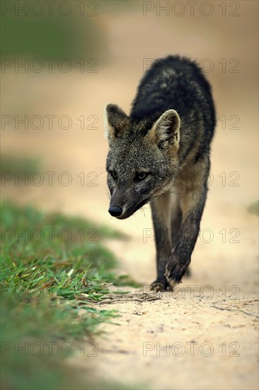 Crab-Eating Fox