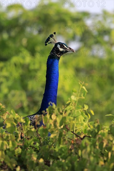 Indian peafowl