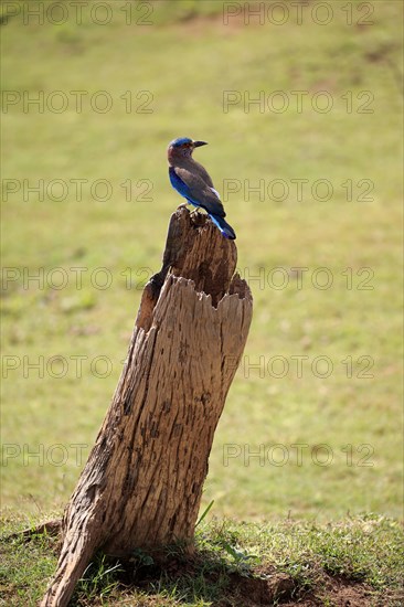 Indian roller