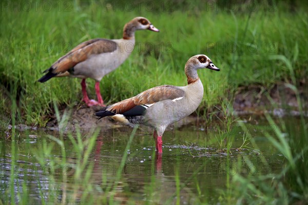 Egyptian goose