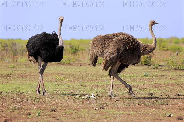 South african ostrich