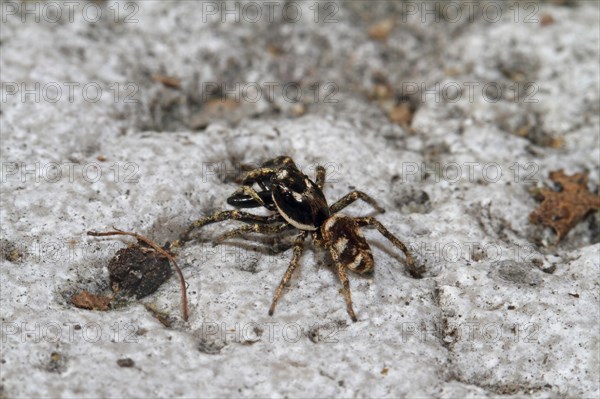 Zebra spider