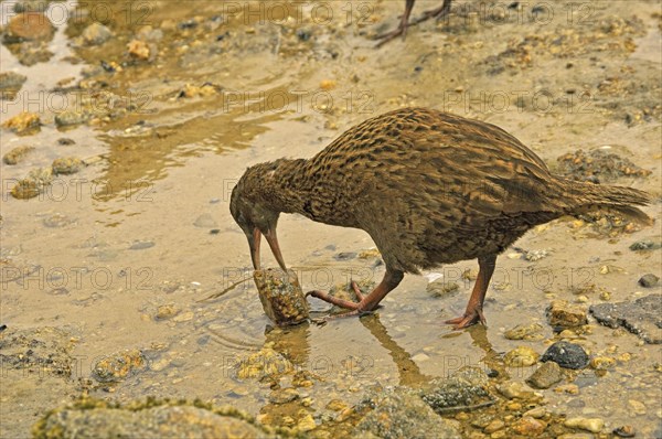 Stewart Island Weka