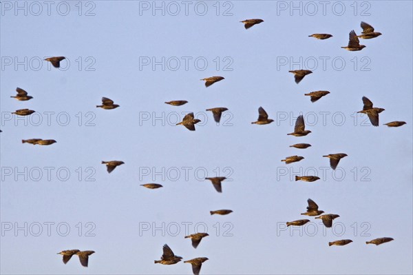 Blood-billed weaver