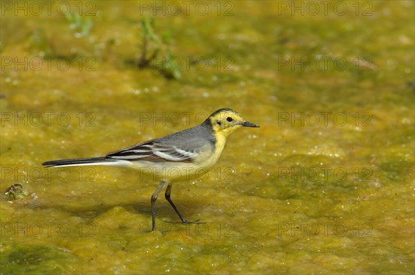 Citrine wagtail