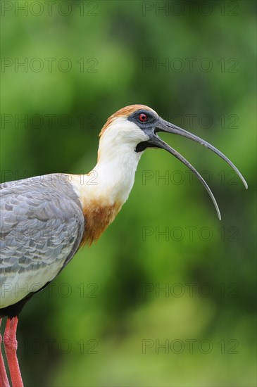 Buff-necked ibis