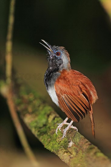 White-bellied Antbird