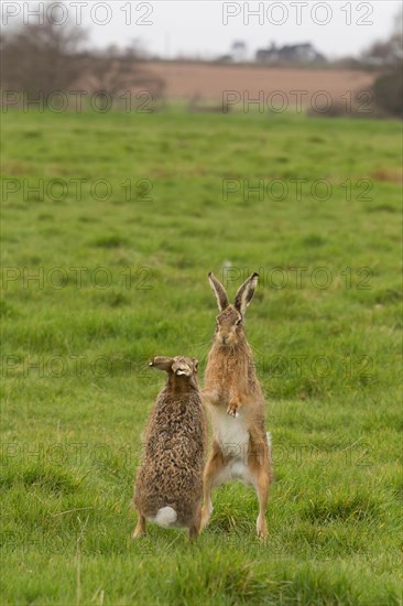 European Hare