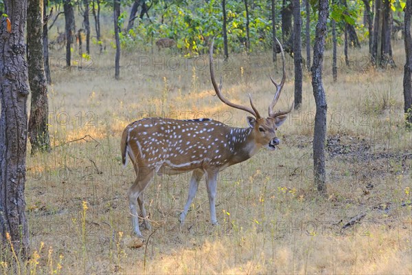 Spotted Deer