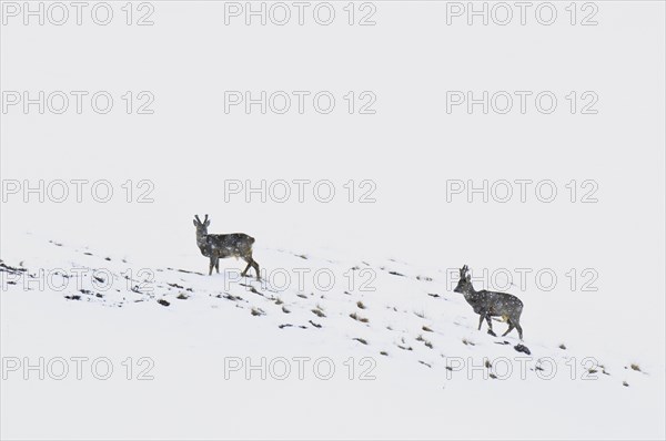 Western european roe deer