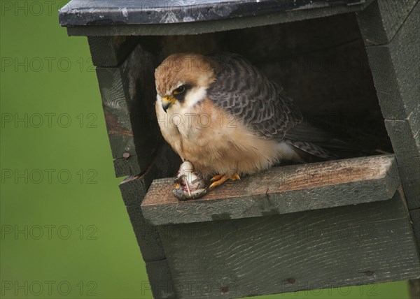 Red-footed Falcon