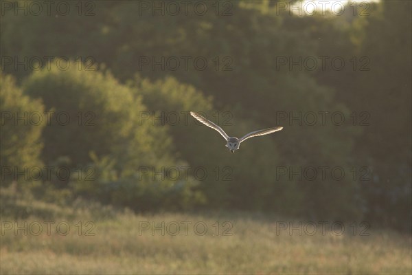 Common barn owl