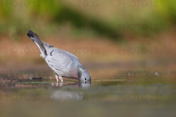 Stock Dove