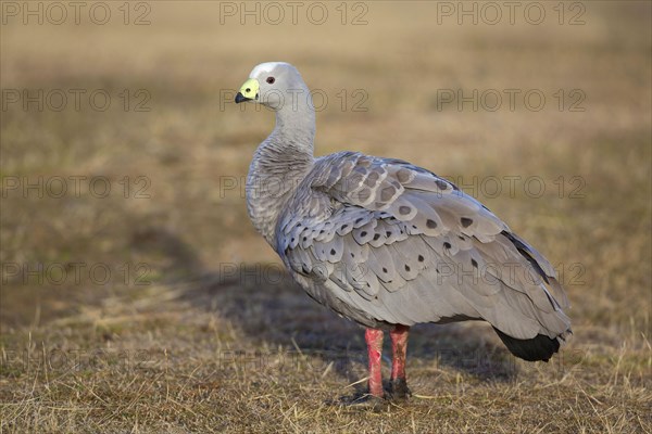 Cape barren goose