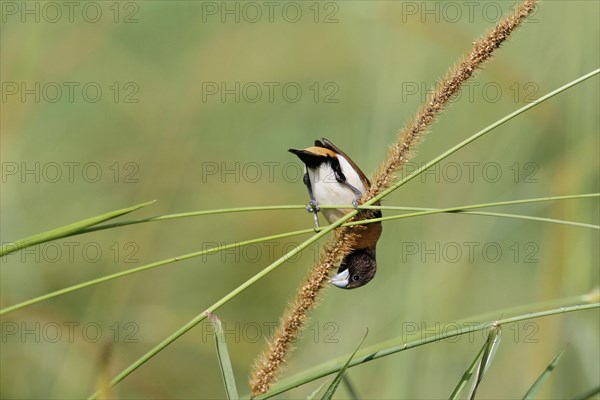 Chestnut-breasted Munia