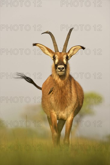 Roan Antelope