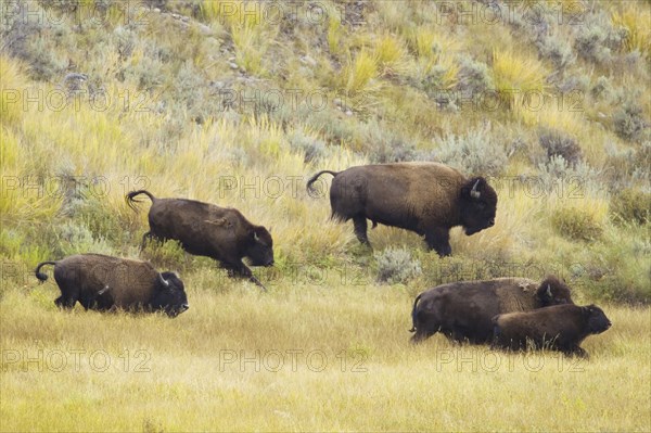 North American Bison